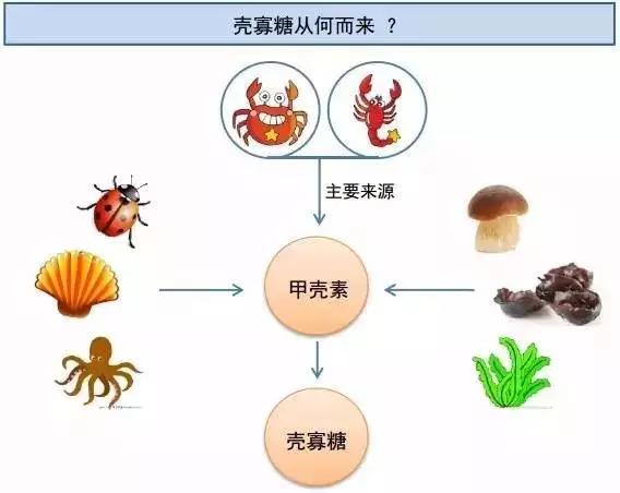 18年专注 卫康壳寡糖原料食品惊艳展览会